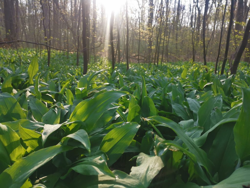 Morgensonne über Bärlauch